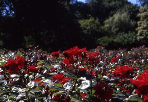 Image description