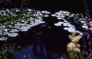 Image description
